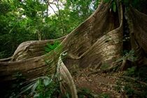Buena Vista Lodge & Adventure Guanacaste Dış mekan fotoğraf